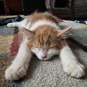 Meet your Posher, Claudia